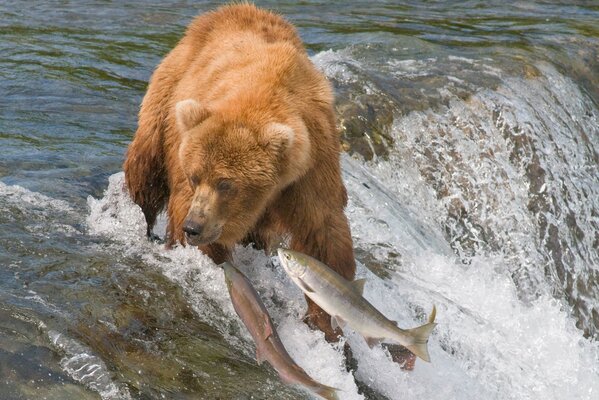 Oso rojo caza peces