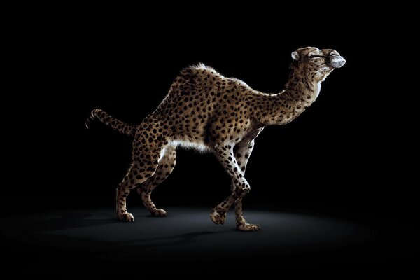 A camel in the skin of a cheetah
