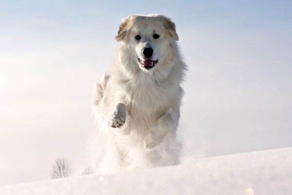 Snow-white winter photo with a dog