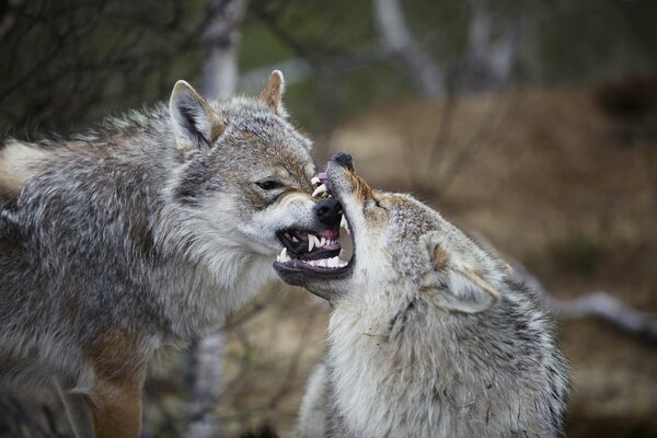 Взаимоотношения волков в Норвегии