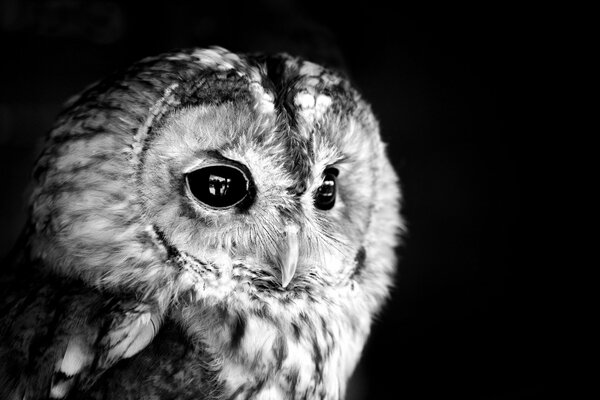 Hibou sur une photo en noir et blanc avec des yeux noirs