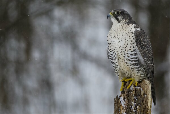 Falcon Winter Snow Predator Hunter