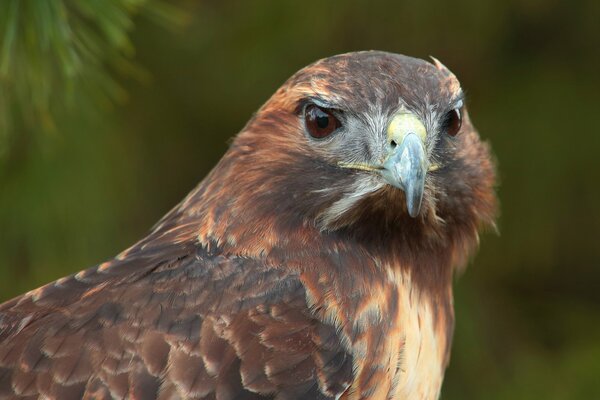 Raubvogel Habicht mit braunen Augen