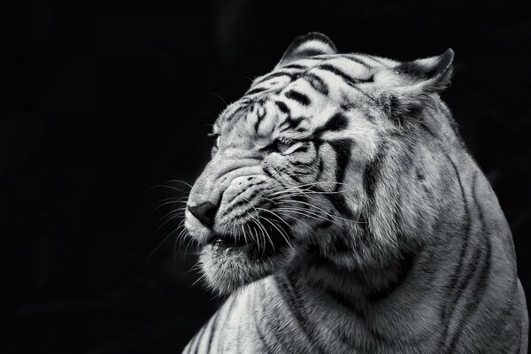 Tigre blanc dans la nuit