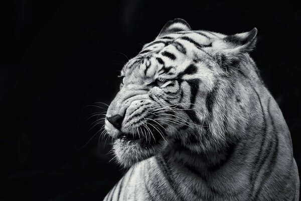 Biały Tygrys w nocy
