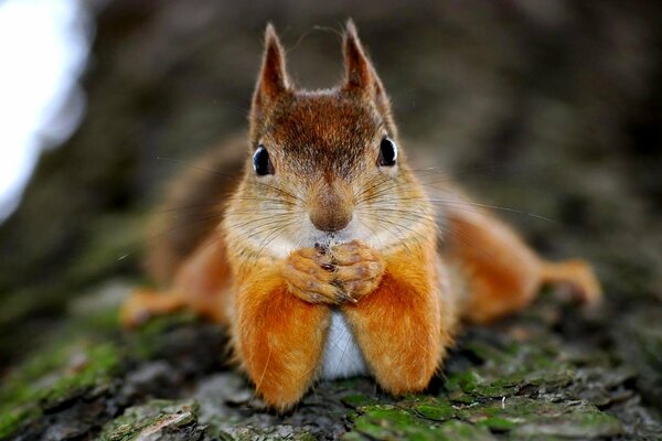 Funny squirrel looks at the camera