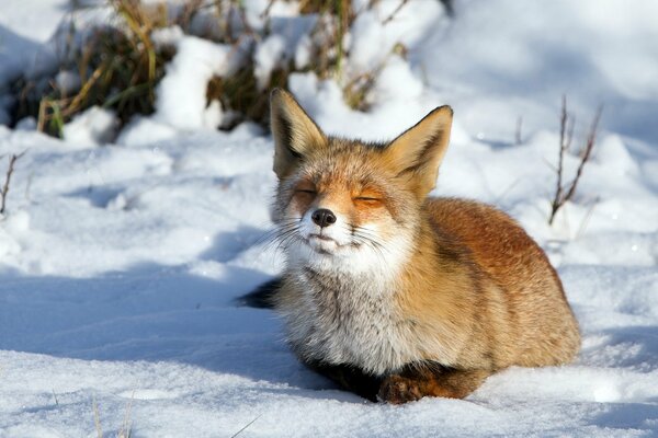 A cute fox is napping in the snow