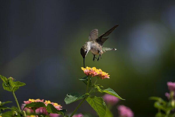 Makro ptak. Ptak kolibra na kwiatku. Obraz słoneczny