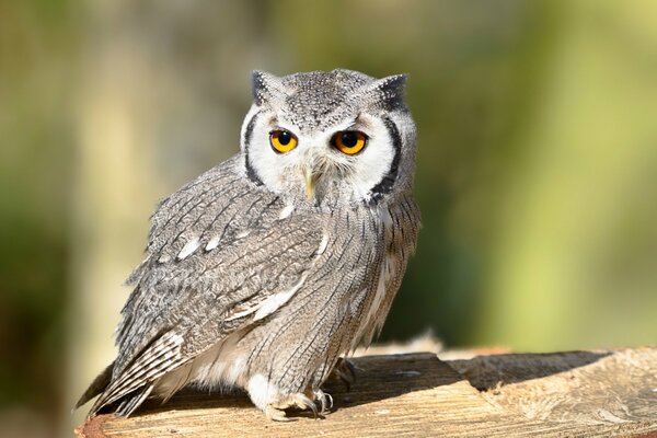 An owl sits on a tree and looks away