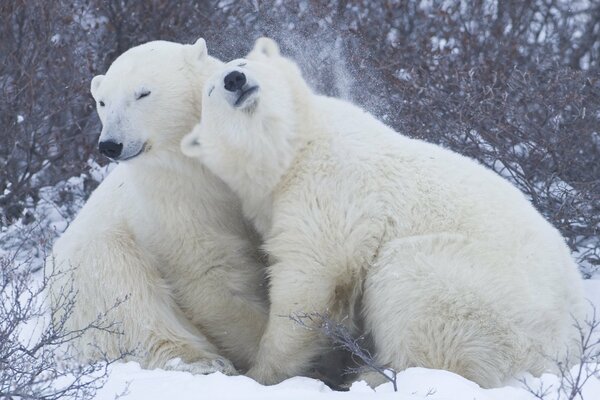 Polar bears in the snow. Softness