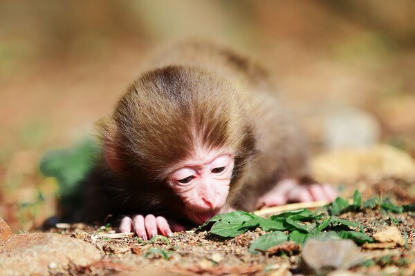 Una piccola scimmia guarda una foglia