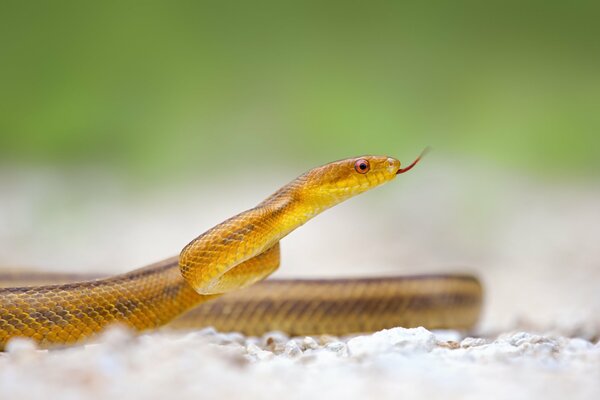 Macro disparo de serpiente con lengua