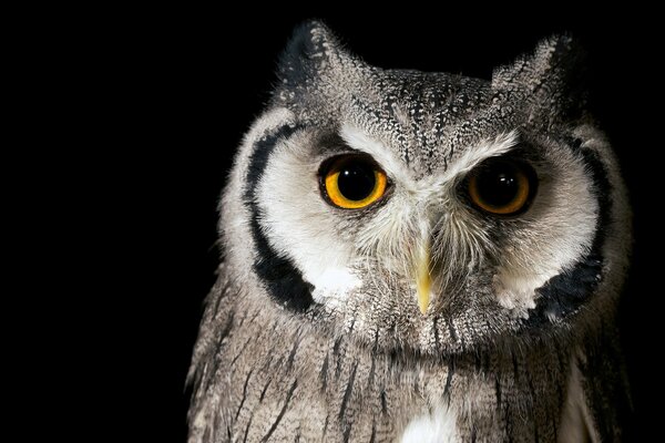 Hibou. moyen duc. oiseau de la forêt sur fond noir