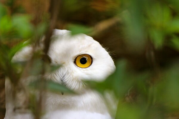 The yellow-eyed huntress looks at her prey