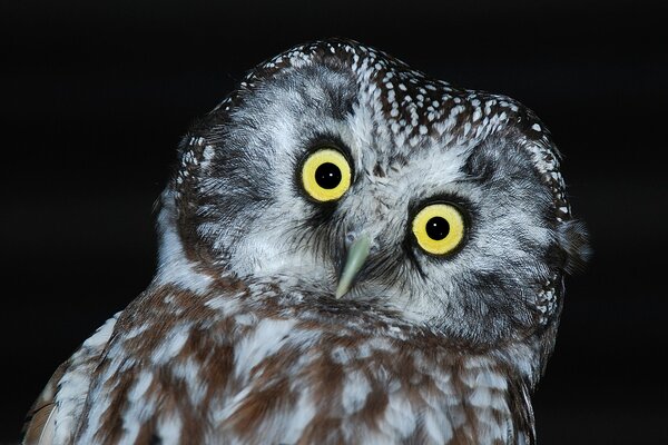 Hibou sur fond sombre regarde avec de grands yeux