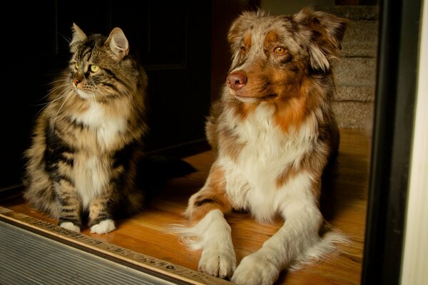 Striped cat with an Australian Shepherd