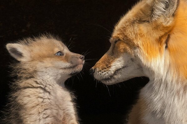 Fox and fox cub look at each other