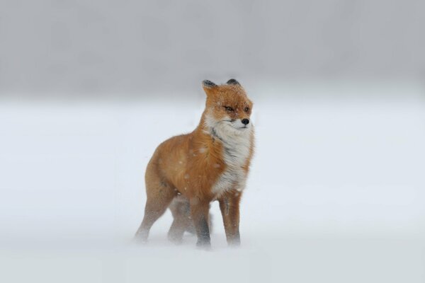 Roter Fuchs im Schnee, vom Wind geblasen