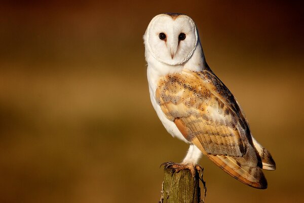 Owl-with fluff. A bird of extraordinary beauty