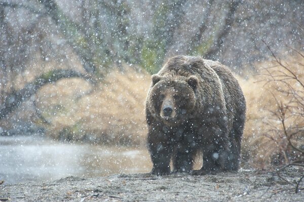 Oso de Kamchatka bajo la nieve