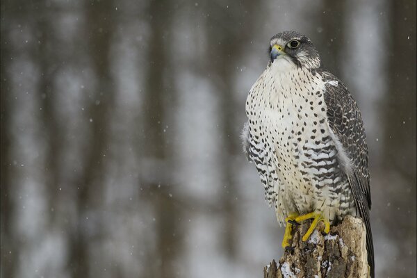 Wächter des Waldes Vogel Falke