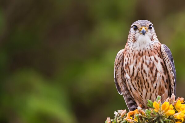 The gyrfalcon bird looks and sits on the flowers