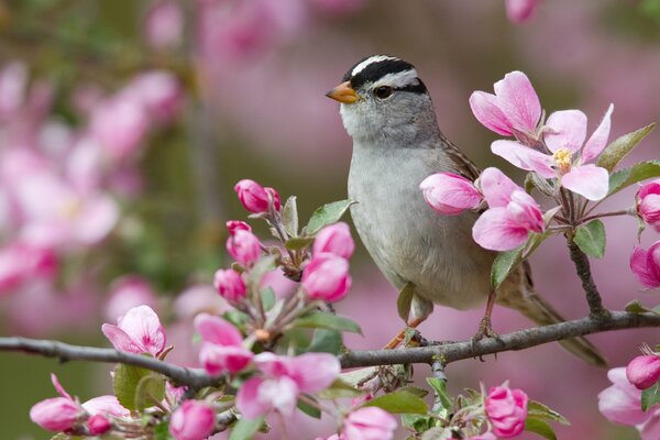 Ptak siedzi na kwitnącym drzewie