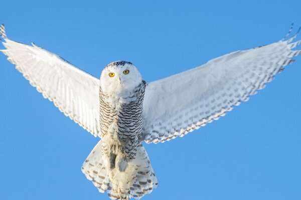 Gufo bianco su uno sfondo di cielo blu