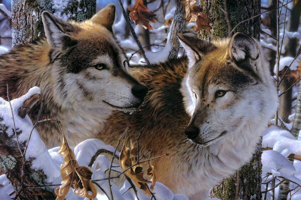 A pair of Wolves in the snow in winter