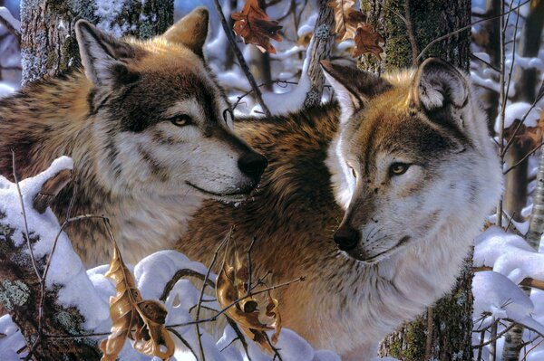 Couple de loups en hiver dans la neige