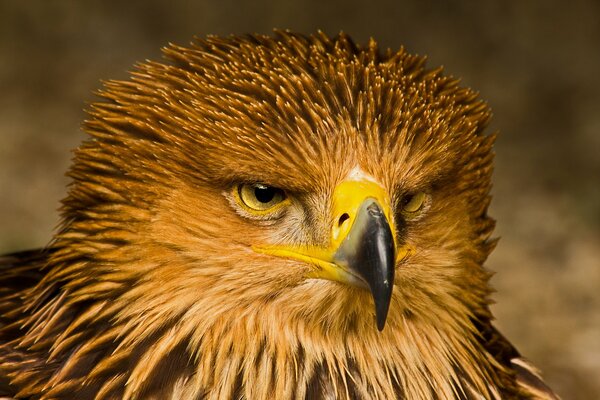 Le regard redoutable de l aigle