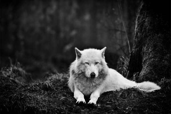 Lobo blanco yace en el bosque oscuro