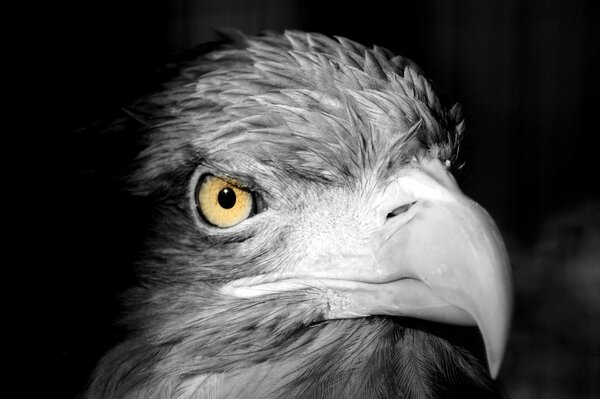 Oiseau noir et blanc. bec. un regard prédateur