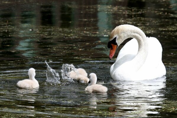 Cygnes blancs dans l étang