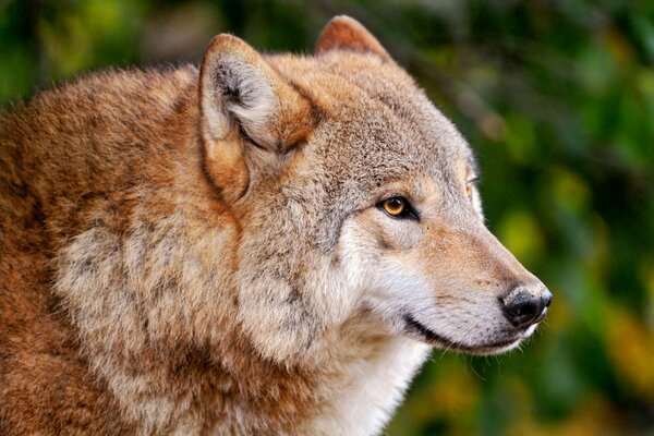 Foto de un lobo en el fondo del bosque