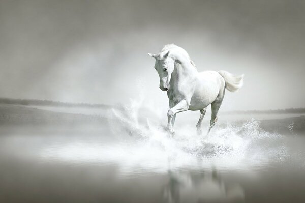 A snow-white horse gallops along the river