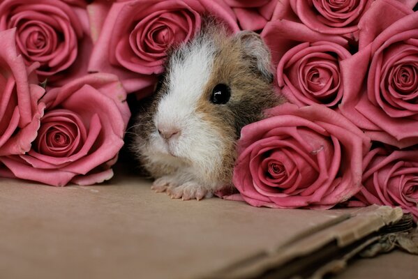 Guinea pig among a pink bouquet of roses