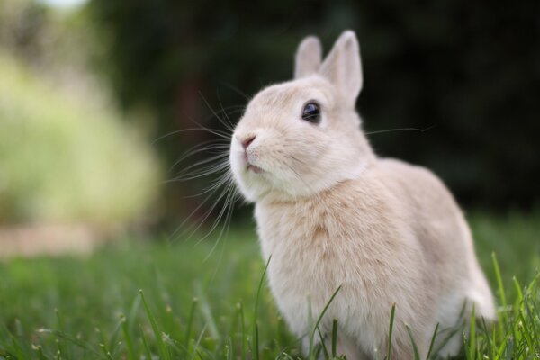 Ein beigefarbenes Kaninchen mit einem süßen Maulkorb auf einem grünen Rasen