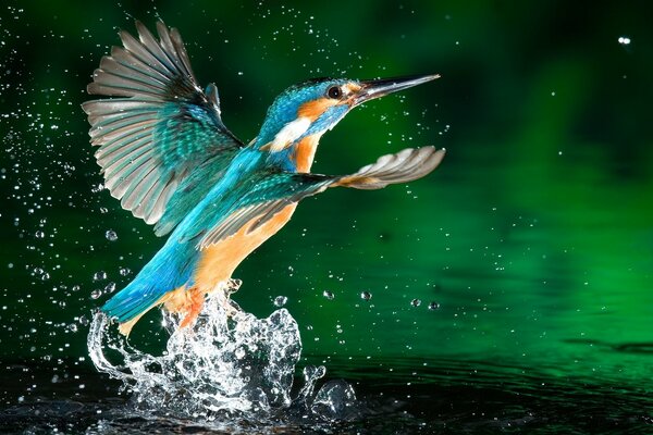 The moment a bird takes off with a splash