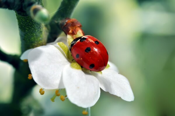 Marienkäfer auf weißer Blume grünem Hintergrund