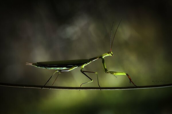 Mante acrobate rampant sur une branche