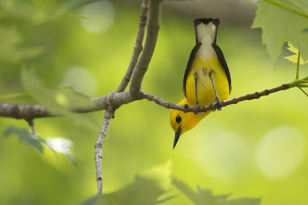 Żółty ptak siedzi tyłem na gałęzi