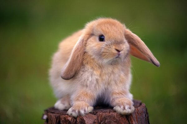 A red rabbit on a decorative stump