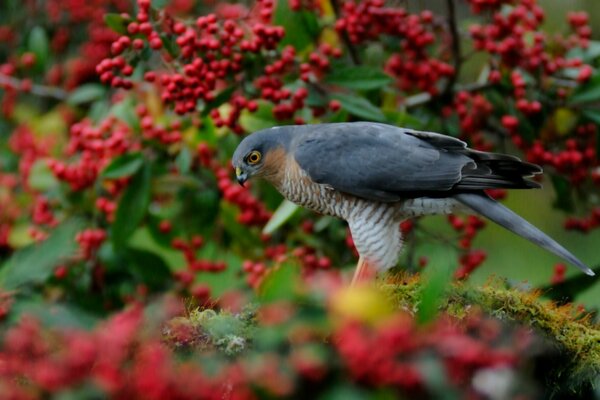 Un halcón contra un árbol con bayas rojas