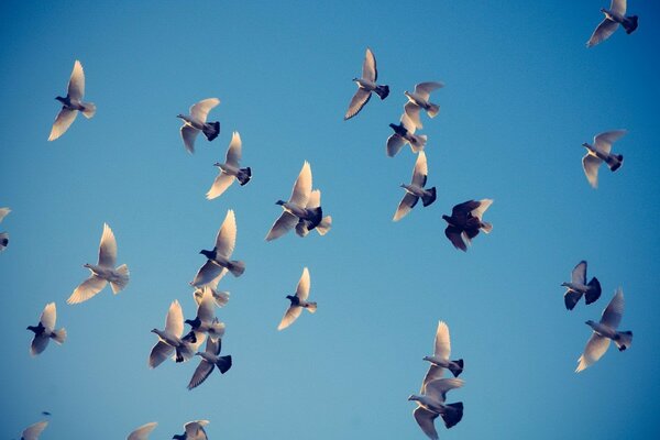 Pigeons. beaucoup de pigeons dans le ciel bleu. volatile. oiseaux urbains