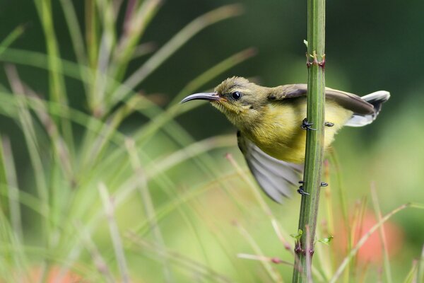 Oiseau Nectaire assis sur une brindille