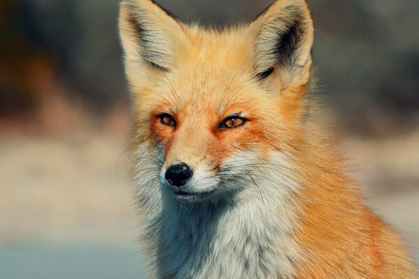 Der rothaarige Fuchs schaut mit einem schlauen Blick in die Ferne