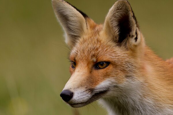Red fox looks around in the neighborhood