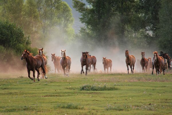 Cioccolato mandria fine cavalca il campo