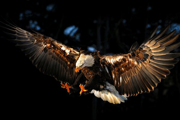 Vogeladler mit ausgestreckten Flügeln